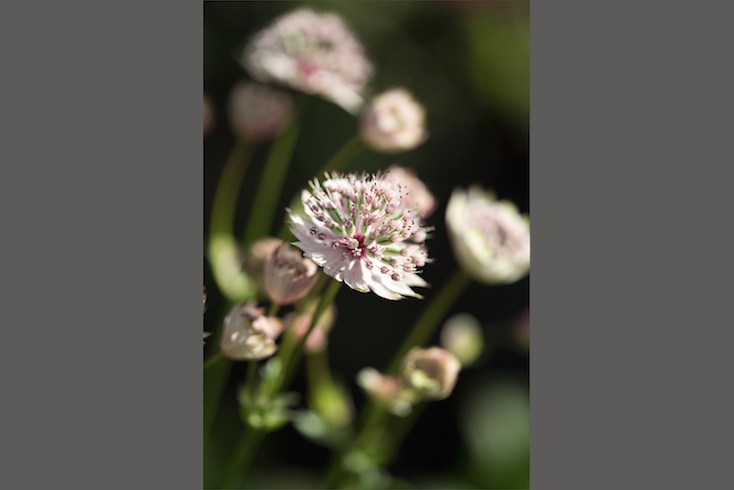 Astrantia Astrantia