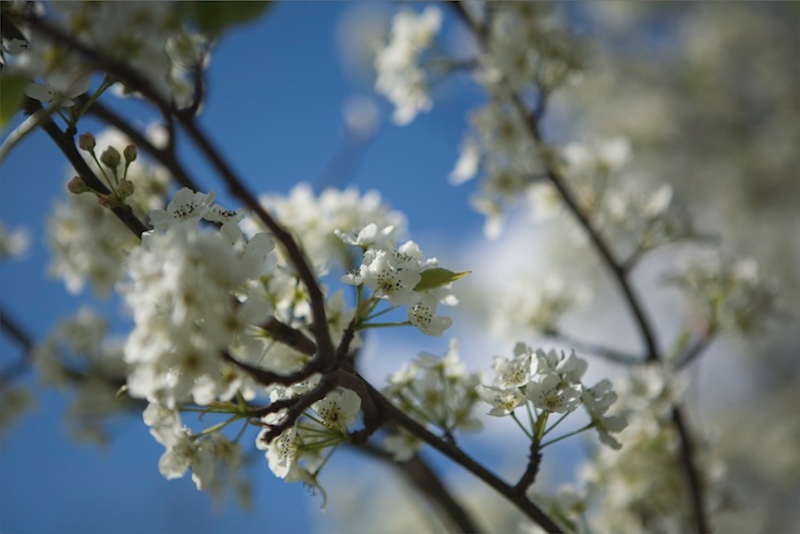 Cherry blossom Cherry blossom