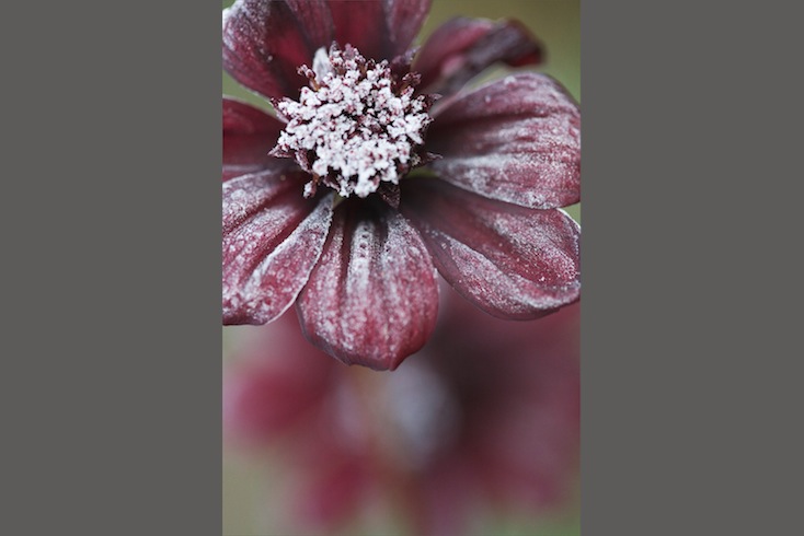 Cosmos atrosanguineus (Chocolate Cosmos) Cosmos atrosanguineus (Chocolate Cosmos)