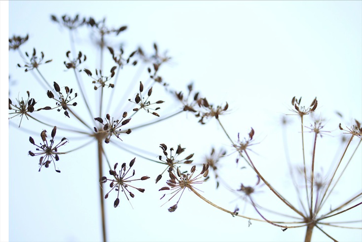 Anthriscus sylvestris (cow parsley) in silhouette Anthriscus sylvestris (cow parsley) in silhouette