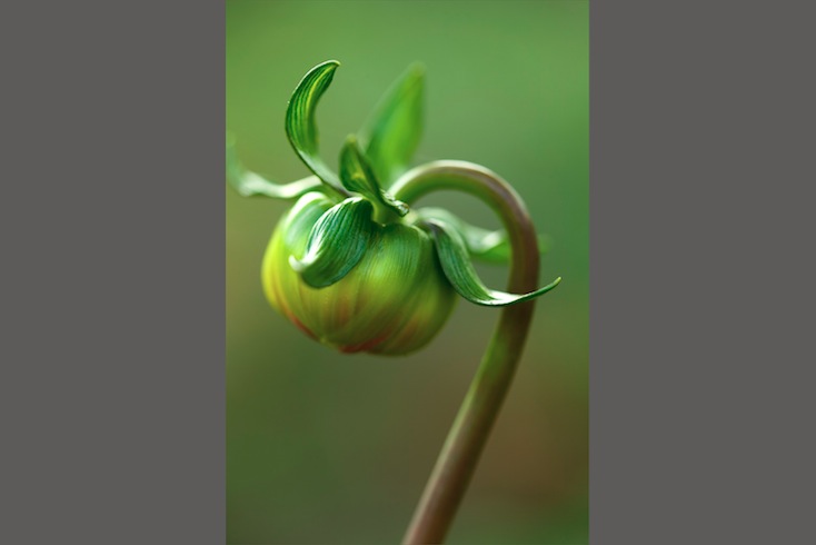Dahlia bud Dahlia bud