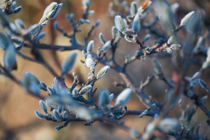 Abstract close-up of Magnolia stellata in bud Abstract close-up of Magnolia stellata in bud