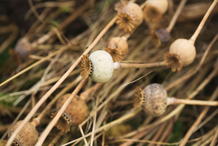 Seedheads of Papaver somniferum (opium poppy) Seedheads of Papaver somniferum (opium poppy)