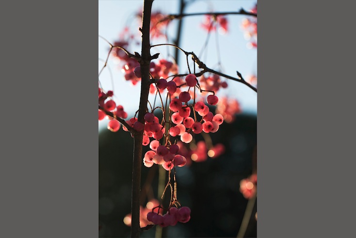 The pink berries of Sorbus pseudovilmorinii, photographed at the Royal Botanic Gardens Edinburgh on a winter's day The pink berries of Sorbus pseudovilmorinii, photographed at the Royal Botanic Gardens Edinburgh on a winter's day
