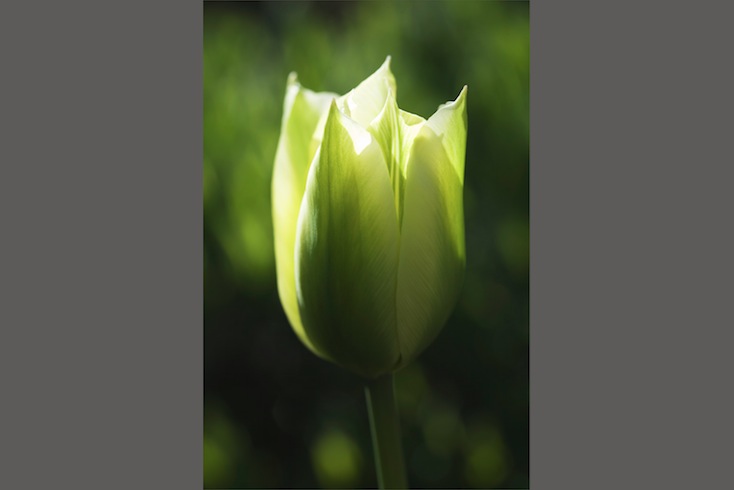 Tulipa 'Spring Green' Tulipa 'Spring Green'