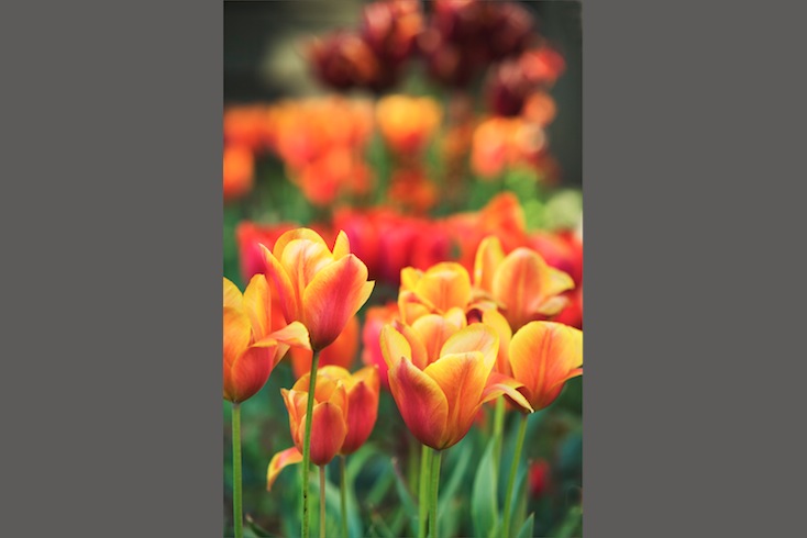 Tulip 'Cairo' Tulip 'Cairo'