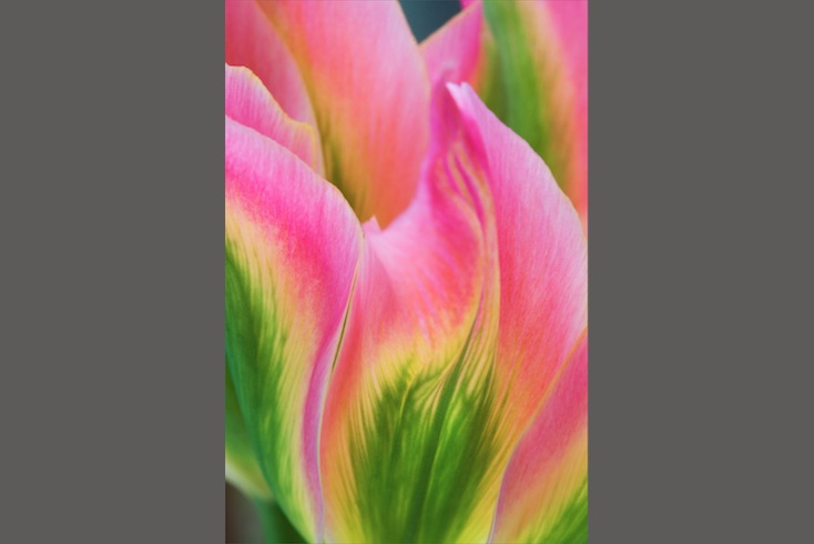 Tulipa 'Virichic' Tulipa 'Virichic'