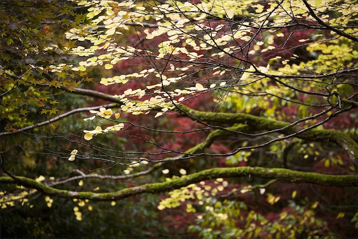 Cercidiphyllum japonicum (Katsura tree) and maple Cercidiphyllum japonicum (Katsura tree) and maple