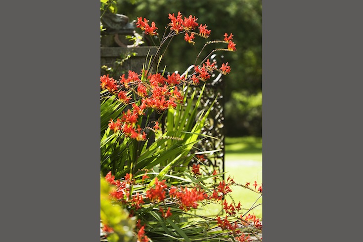 Crocosmia at Colonsay House Gardens, Isle of Colonsay Crocosmia at Colonsay House Gardens, Isle of Colonsay
