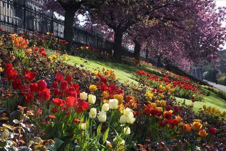 Tulips and cherry blossom - springtime in Edinburgh Tulips and cherry blossom - springtime in Edinburgh