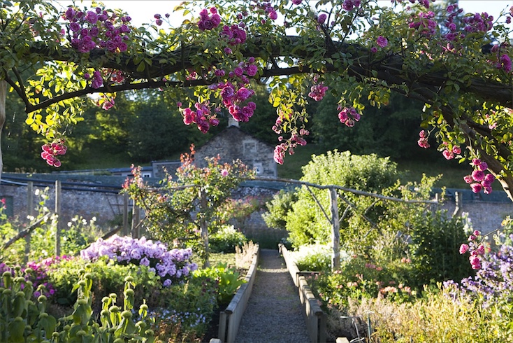 Rambling roses in the walled garden at Abbotsford, Scottish Borders Rambling roses in the walled garden at Abbotsford, Scottish Borders