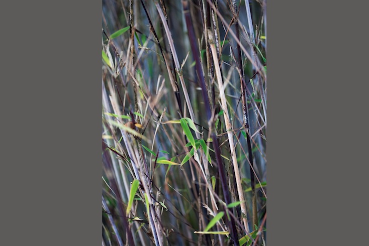 Fargesia nitida (small leaf purple bamboo) in winter Fargesia nitida (small leaf purple bamboo) in winter