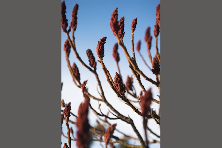 Rhus typhina 'Laciniata', winter Rhus typhina 'Laciniata', winter